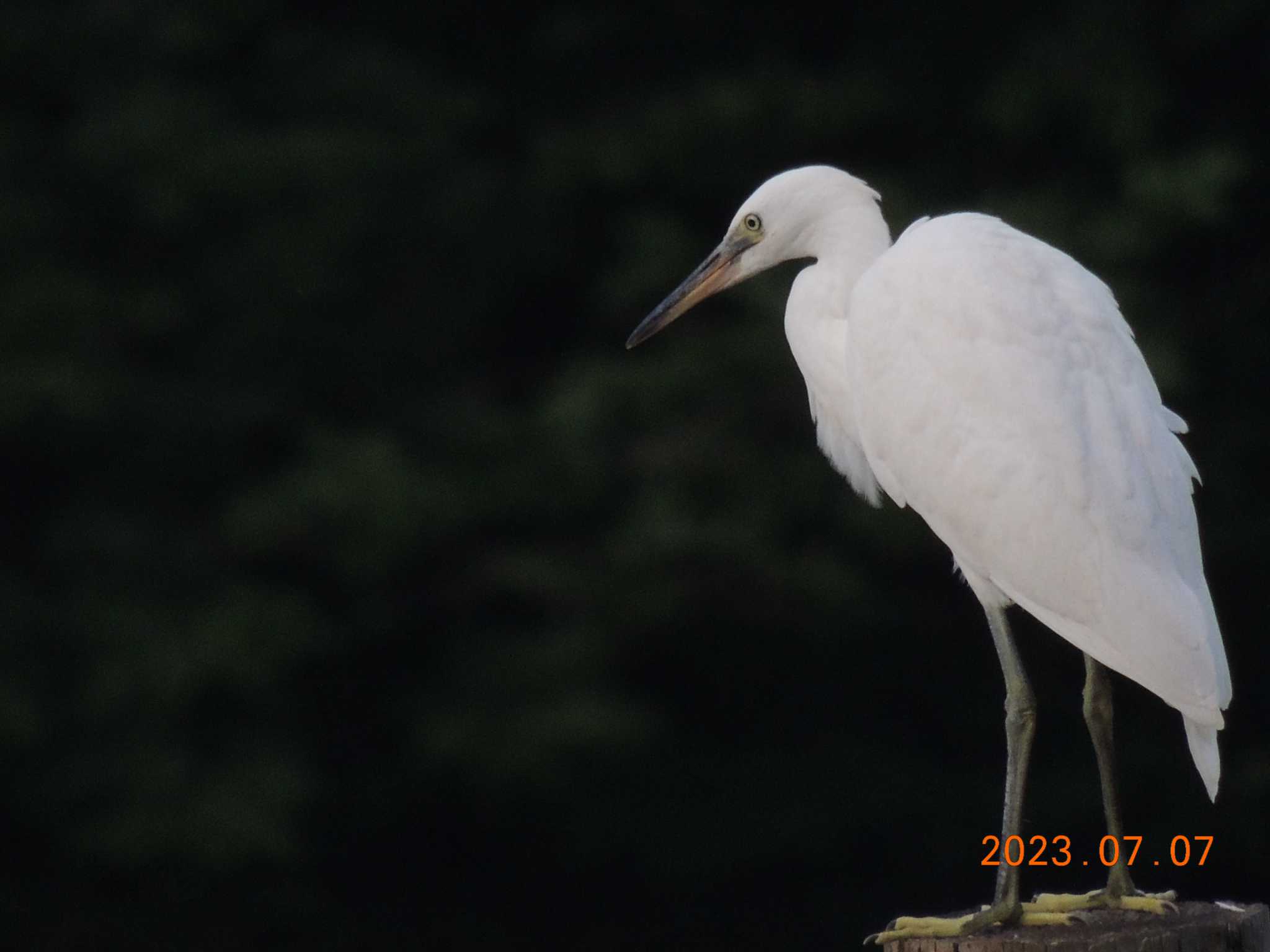 葛西臨海公園 コサギの写真