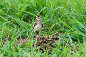 ヒバリ 馬入ふれあい公園 2023年7月22日(土)