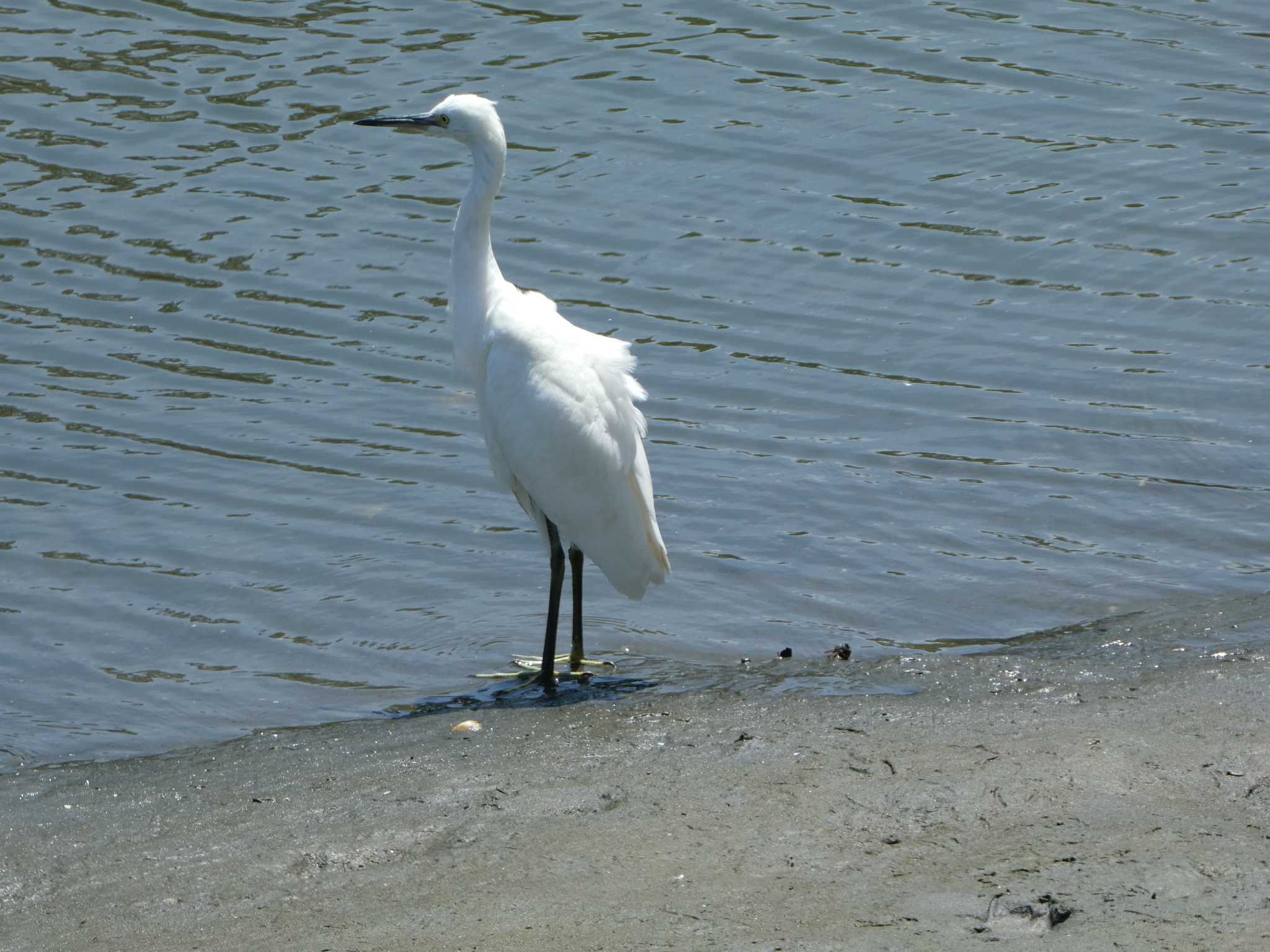 東京港野鳥公園 コサギの写真 by Kozakuraband