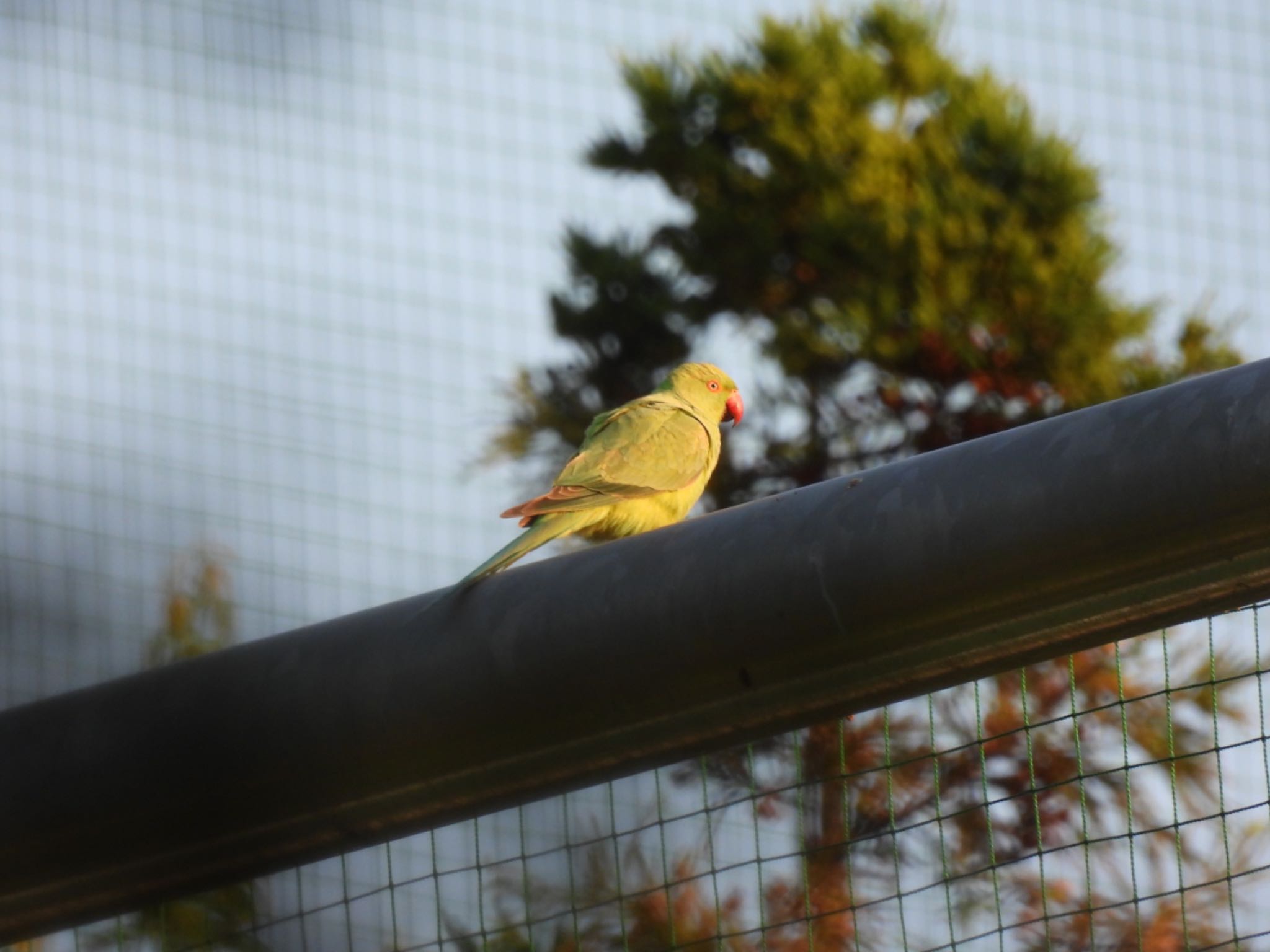 Photo of Indian Rose-necked Parakeet at Shinjuku Gyoen National Garden by unko