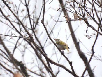 Eastern Crowned Warbler Shinjuku Gyoen National Garden Thu, 6/2/2022