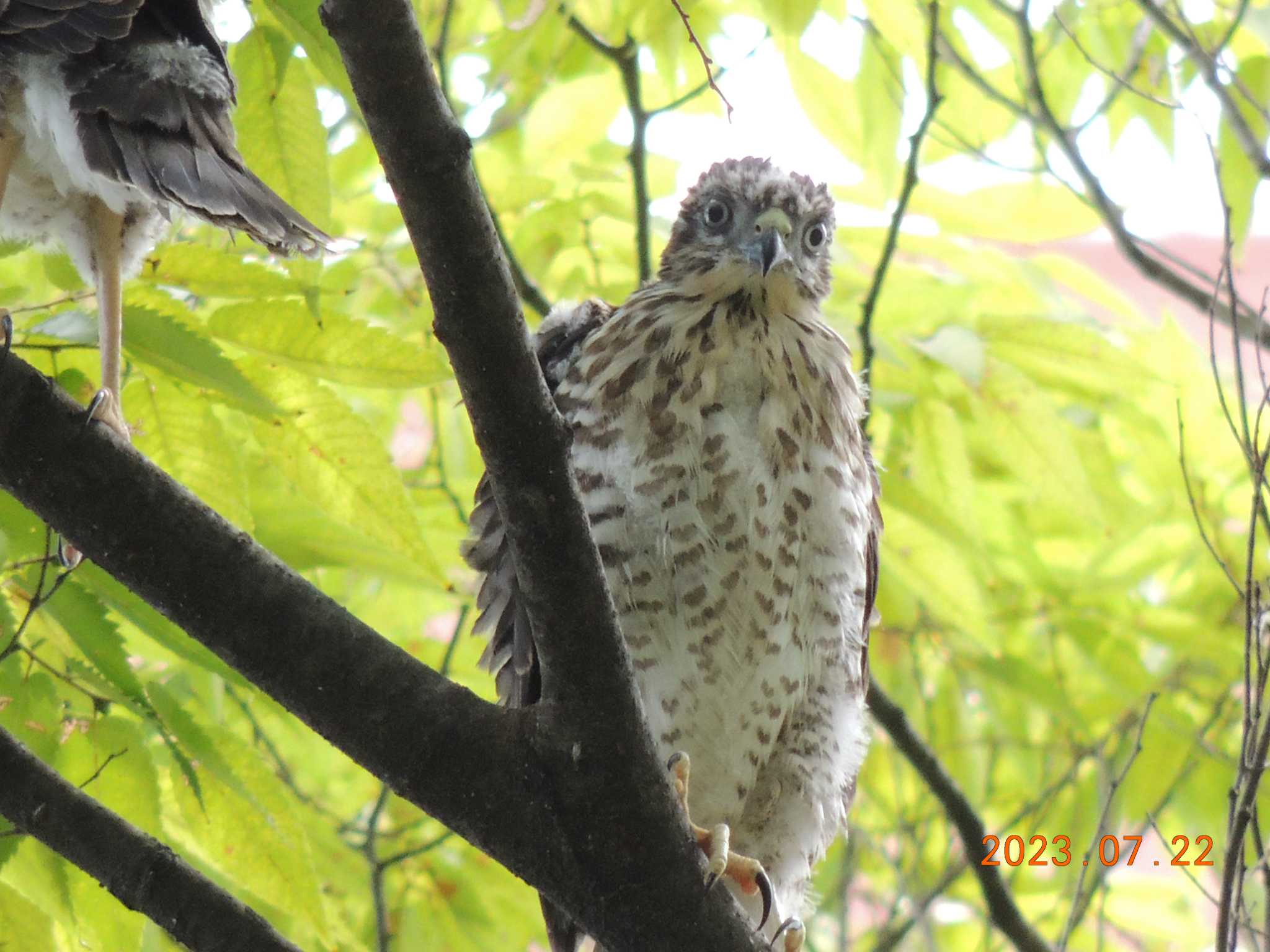 仙台堀川公園(江東区) ツミの写真