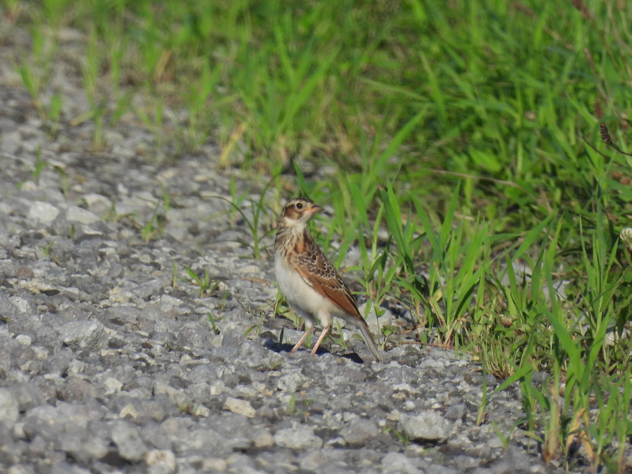 Photo of Eurasian Skylark at Watarase Yusuichi (Wetland) by unko