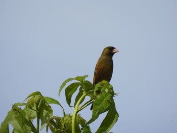 Grey-capped Greenfinch Watarase Yusuichi (Wetland) Wed, 6/8/2022