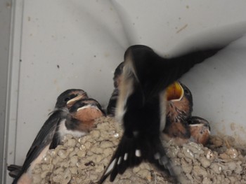 Barn Swallow Watarase Yusuichi (Wetland) Wed, 6/8/2022