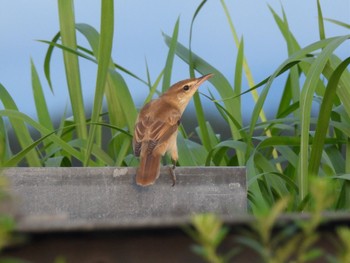 Oriental Reed Warbler Watarase Yusuichi (Wetland) Wed, 6/8/2022