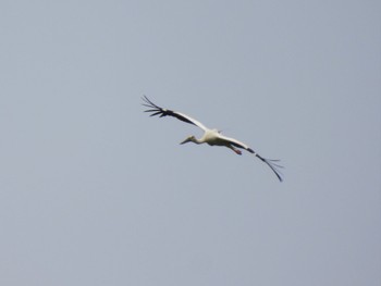 Oriental Stork Watarase Yusuichi (Wetland) Wed, 6/8/2022