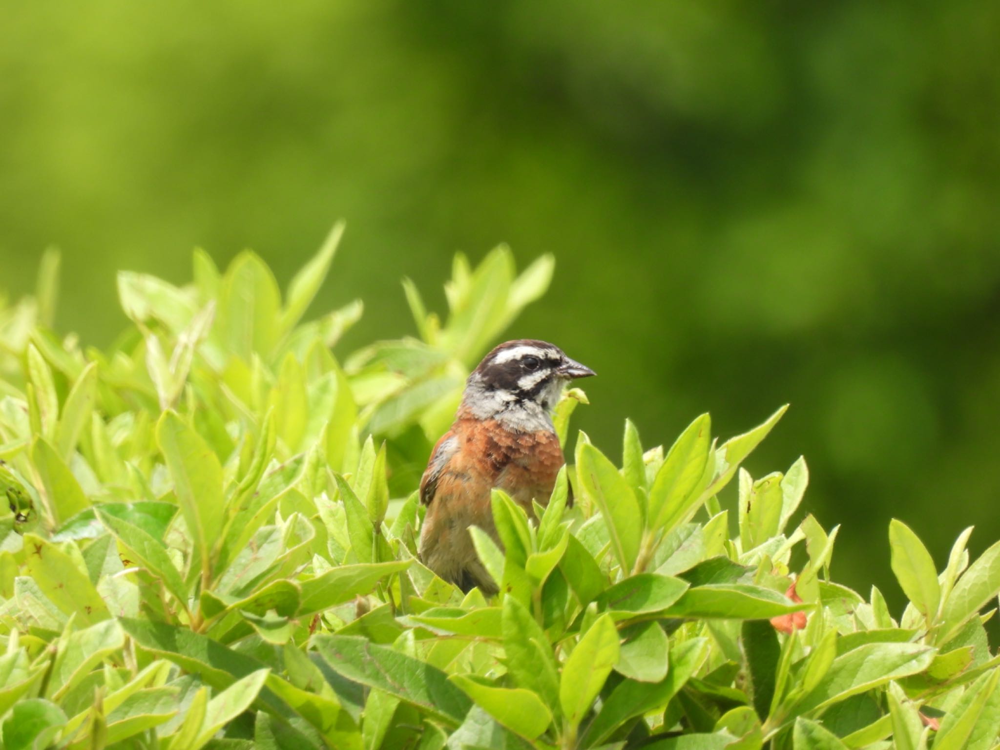 Meadow Bunting