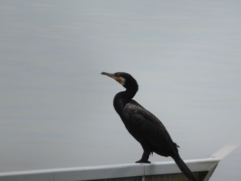 Great Cormorant Watarase Yusuichi (Wetland) Wed, 6/8/2022