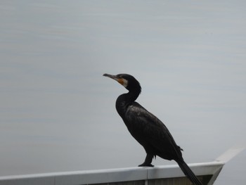 カワウ 渡良瀬遊水地 2022年6月8日(水)