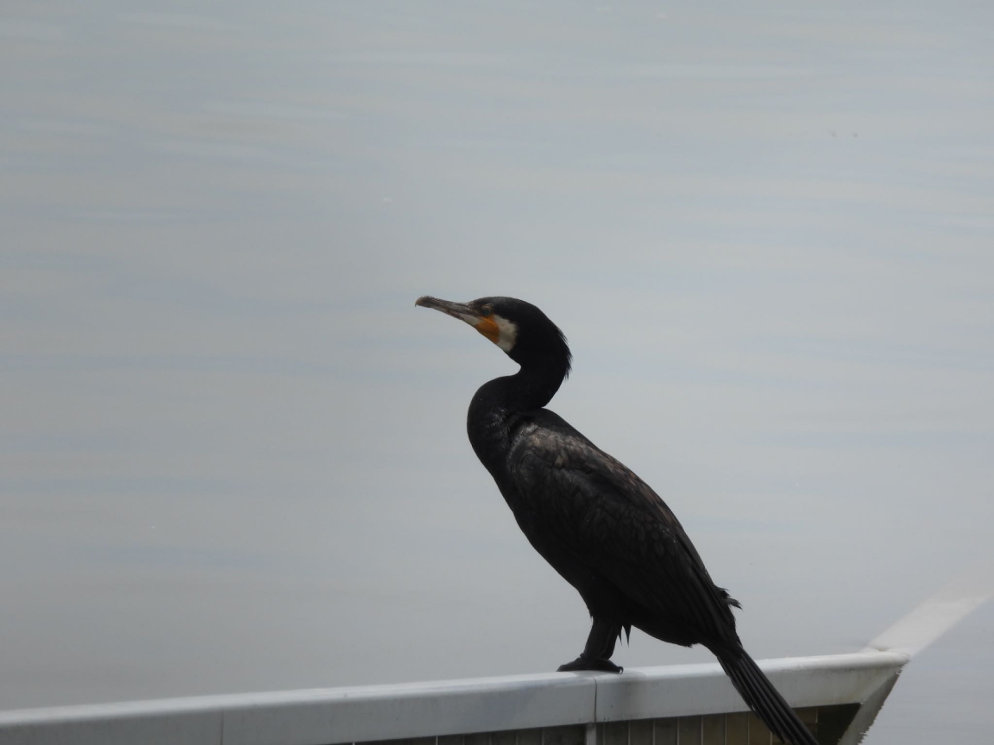 Photo of Great Cormorant at Watarase Yusuichi (Wetland) by unko