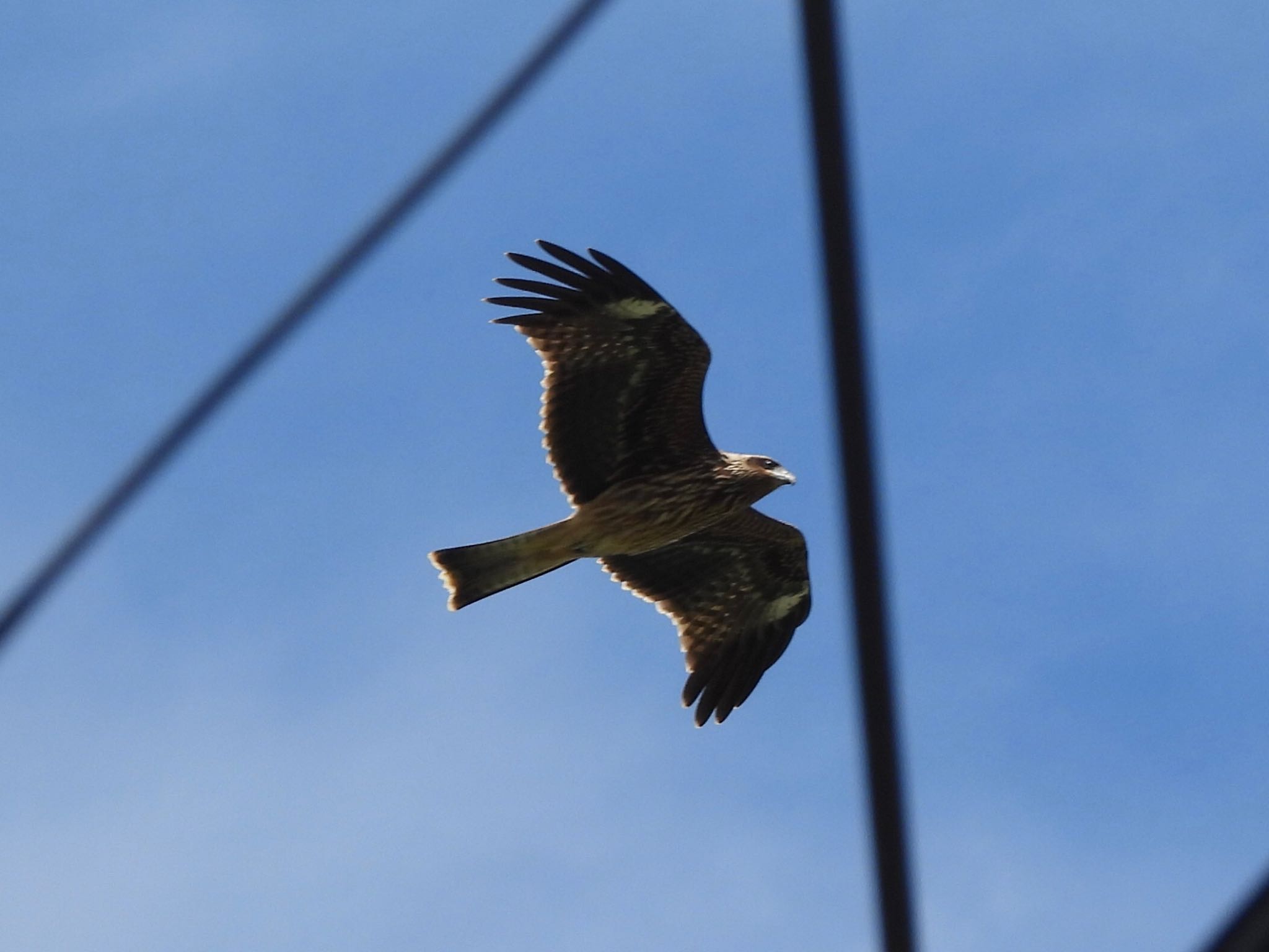 Photo of Black Kite at Watarase Yusuichi (Wetland) by unko