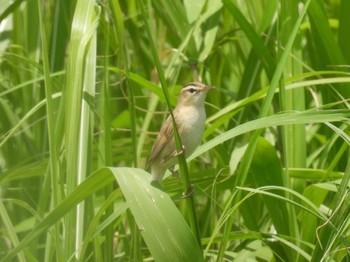 Black-browed Reed Warbler Watarase Yusuichi (Wetland) Wed, 6/8/2022