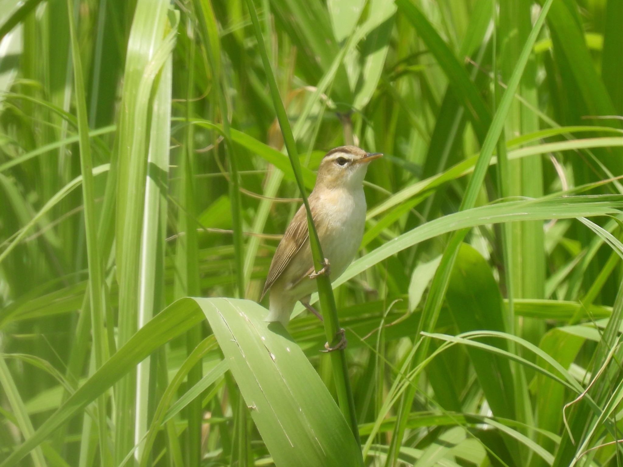 Black-browed Reed Warbler