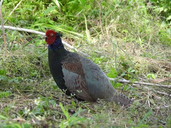 Green Pheasant Watarase Yusuichi (Wetland) Wed, 6/8/2022