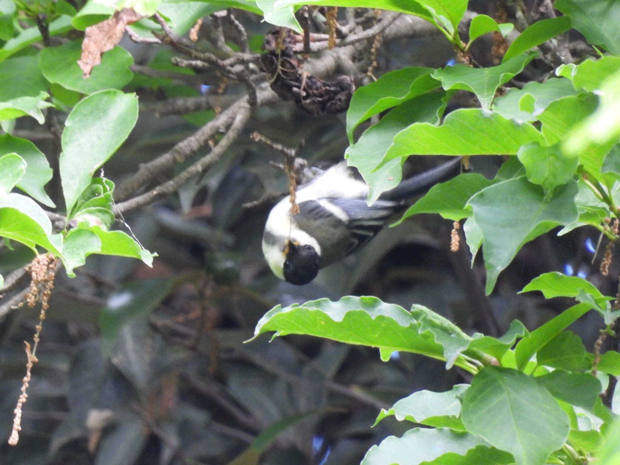 Photo of Japanese Tit at Watarase Yusuichi (Wetland) by unko