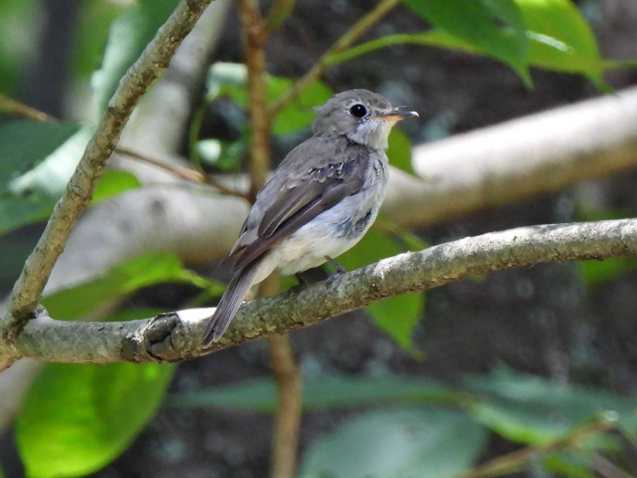 Photo of Asian Brown Flycatcher at 日本ラインうぬまの森 by 寅次郎