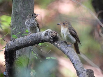 Blue-and-white Flycatcher 日本ラインうぬまの森 Sat, 7/22/2023