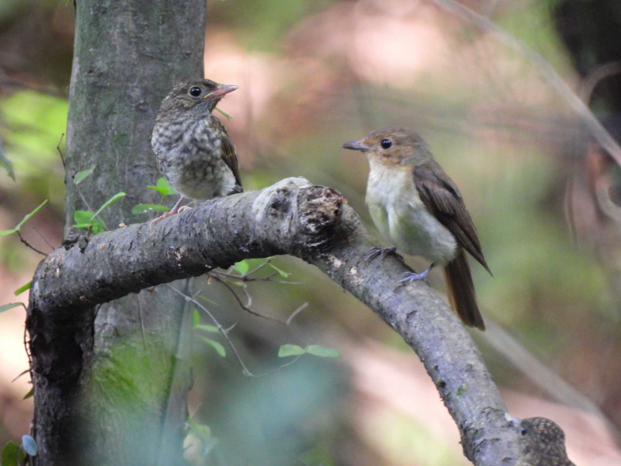 Photo of Blue-and-white Flycatcher at 日本ラインうぬまの森 by 寅次郎