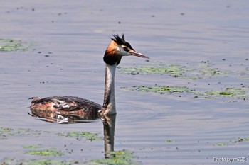 カンムリカイツブリ 諏訪湖 2023年7月22日(土)