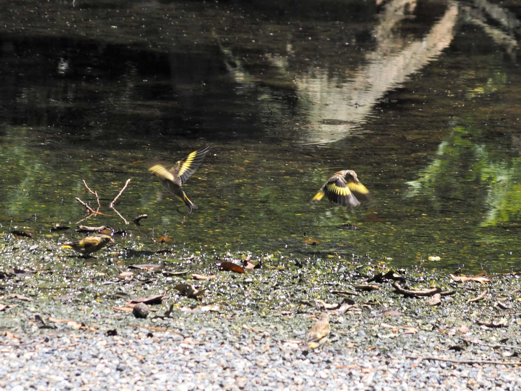 京都御苑 カワラヒワの写真