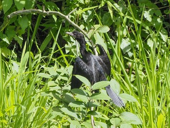 Little Cormorant Kaeng Krachan National Park Fri, 6/30/2023