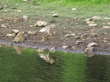 Javan Pond Heron Kaeng Krachan National Park Fri, 6/30/2023