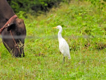 Eastern Cattle Egret Kaeng Krachan National Park Fri, 6/30/2023