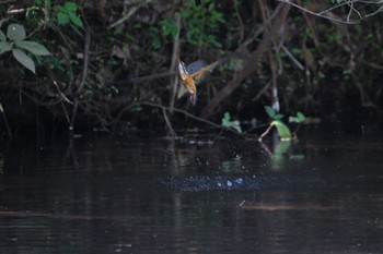 Common Kingfisher 愛鷹広域公園 Sat, 7/22/2023