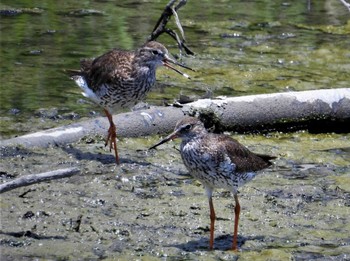 Common Redshank 沖縄南部 Thu, 7/20/2023