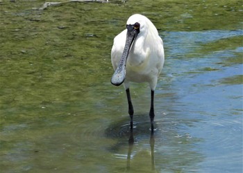 Black-faced Spoonbill 沖縄南部 Thu, 7/20/2023