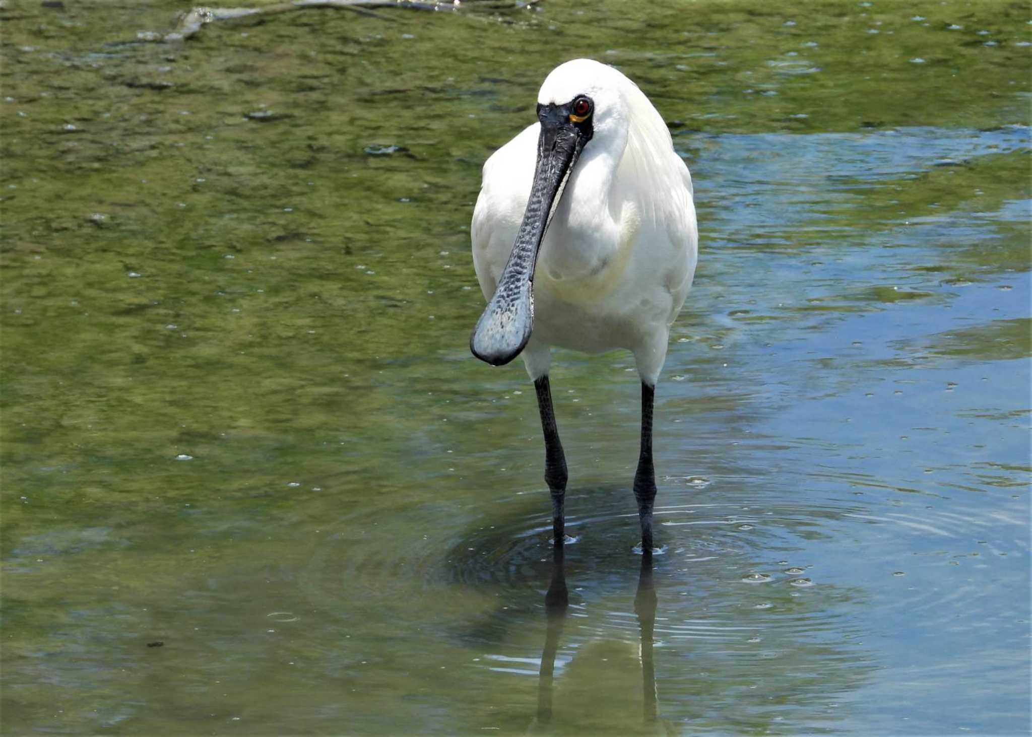 Photo of Black-faced Spoonbill at 沖縄南部 by まつげ