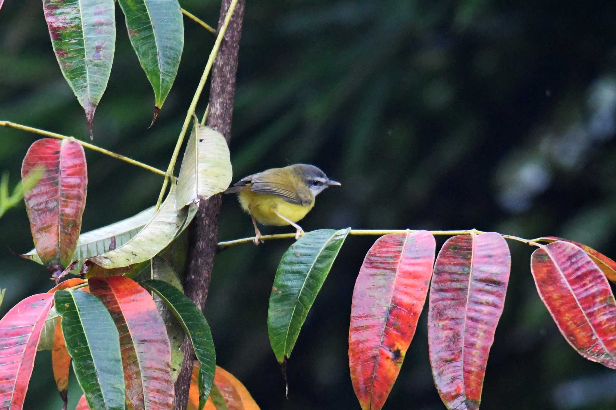 Photo of Yellow-bellied Warbler at Kaeng Krachan National Park by あひる