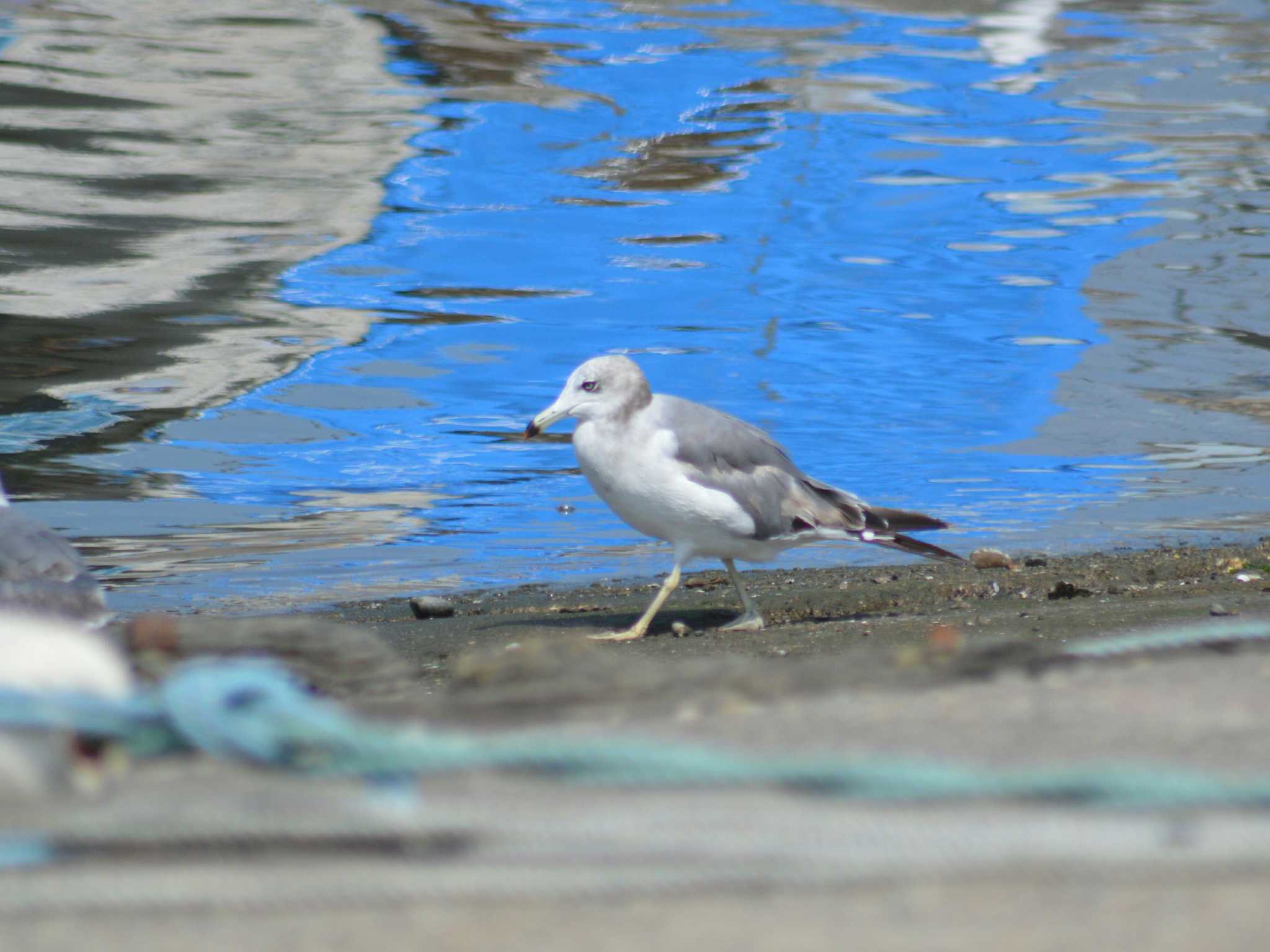 茨城県　那珂湊港 ウミネコの写真 by 鈴猫