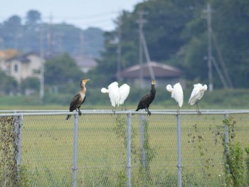 カワウ 茨城県大洗 2018年8月14日(火)