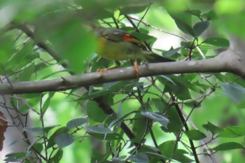 ソウシチョウ 平山城址(平山城址公園) 2023年7月19日(水)