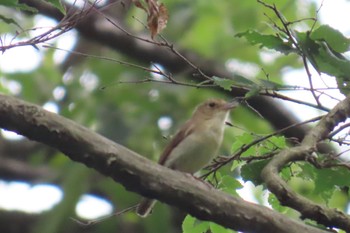 2023年7月13日(木) 小宮公園(八王子)の野鳥観察記録