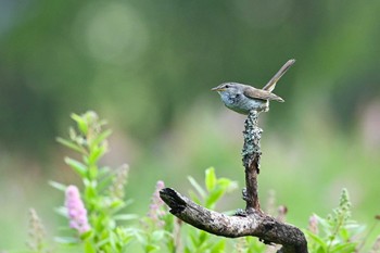 2023年7月22日(土) 戦場ヶ原の野鳥観察記録