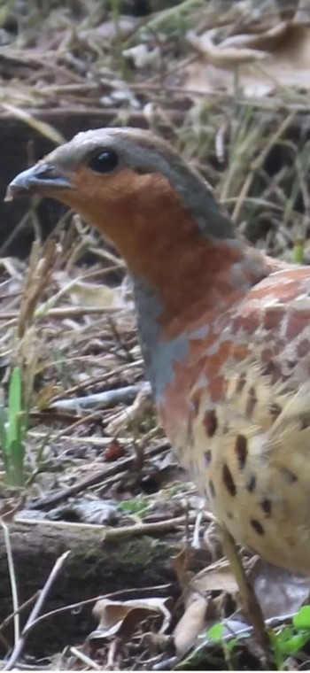 2023年7月10日(月) 小宮公園(八王子)の野鳥観察記録