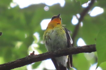 キビタキ 小宮公園(八王子) 2023年7月3日(月)