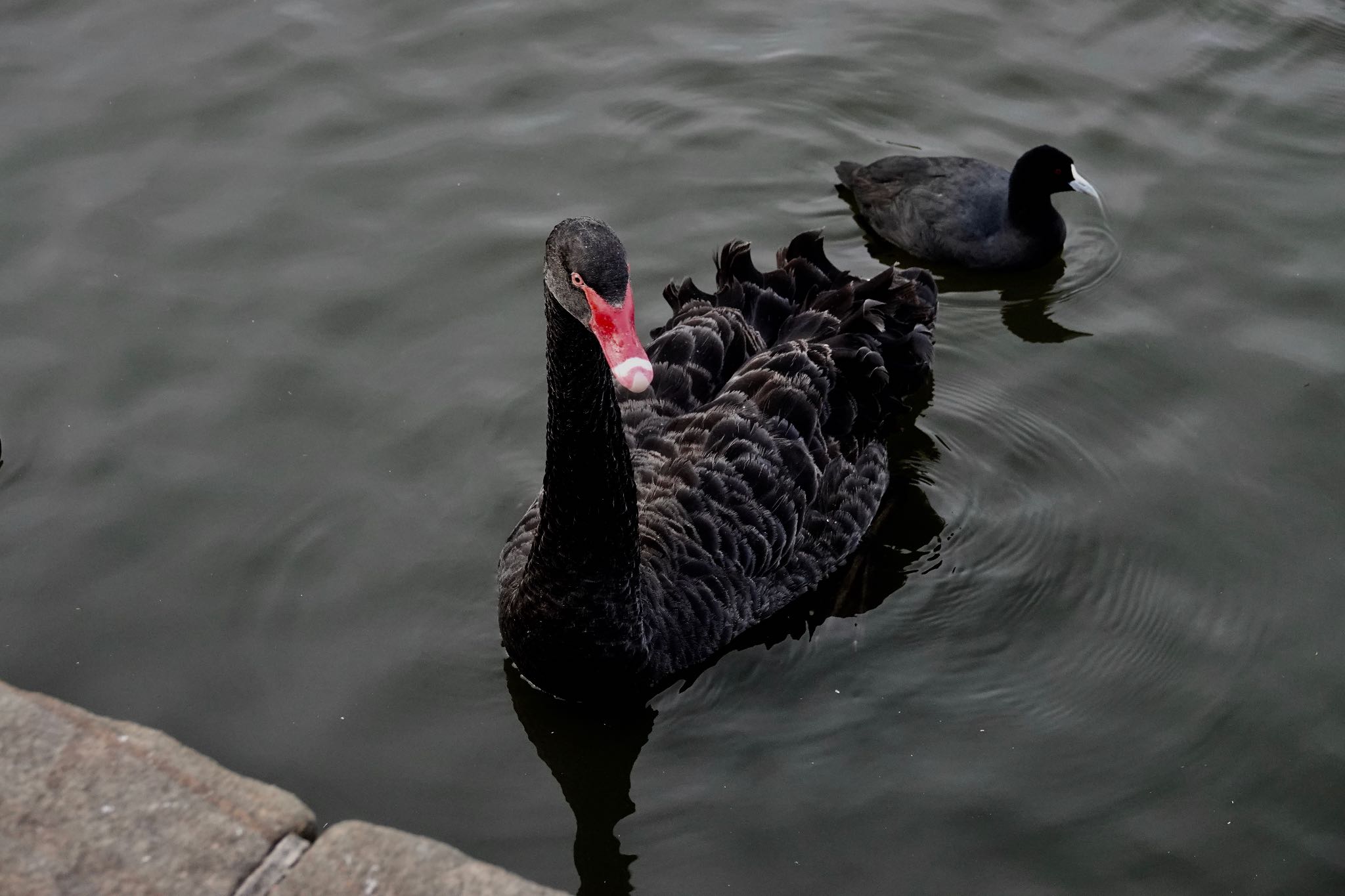 Black Swan