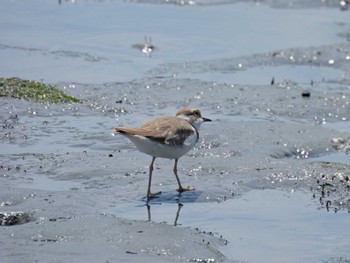 コチドリ 東京港野鳥公園 2023年7月22日(土)