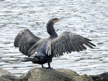 カワウ 東京港野鳥公園 2023年7月22日(土)