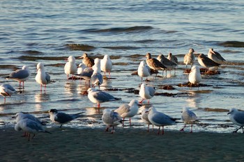 Bar-tailed Godwit シドニー Fri, 6/29/2018