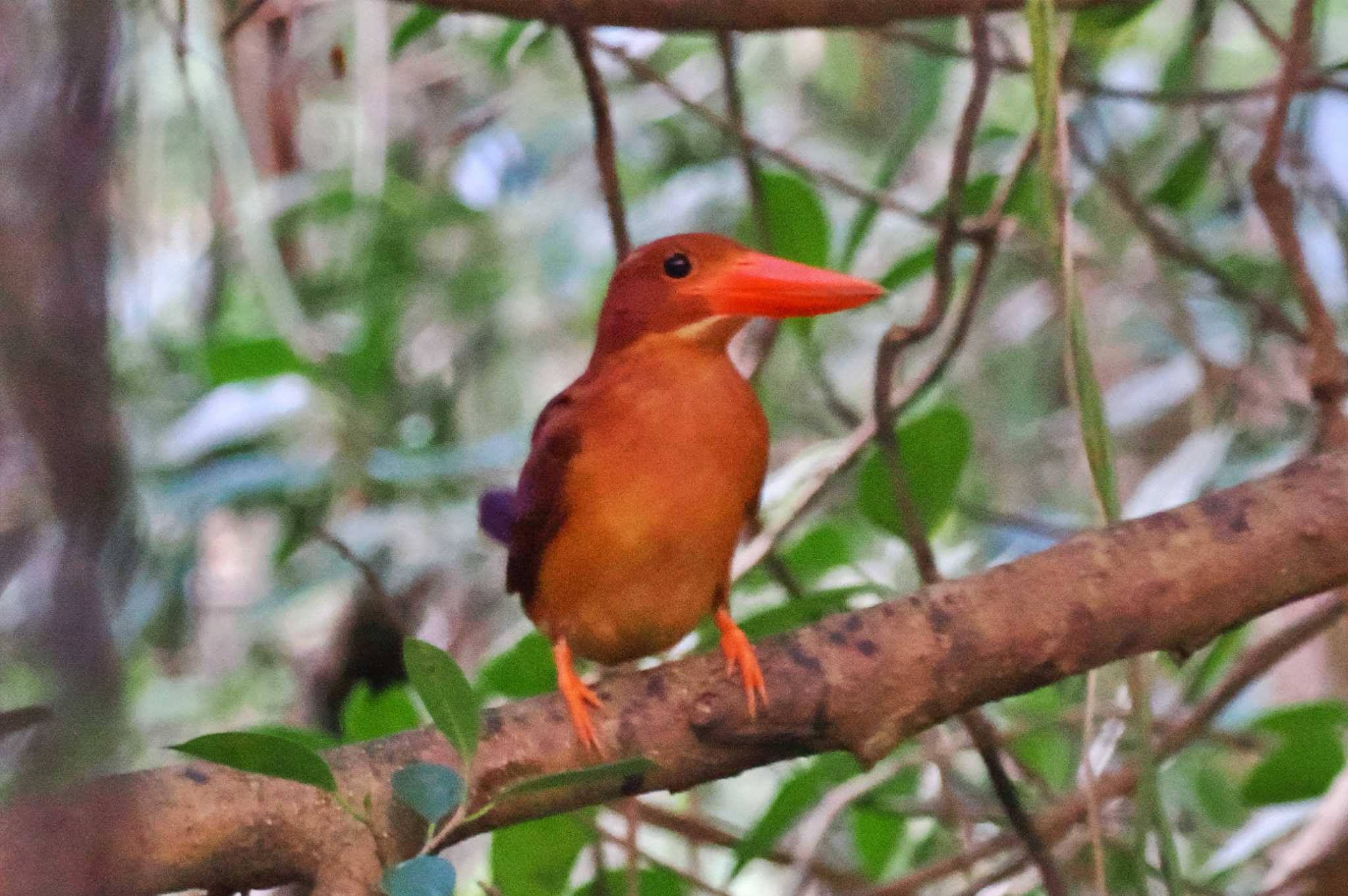 Photo of Ruddy Kingfisher at Miyako Island by 藤原奏冥