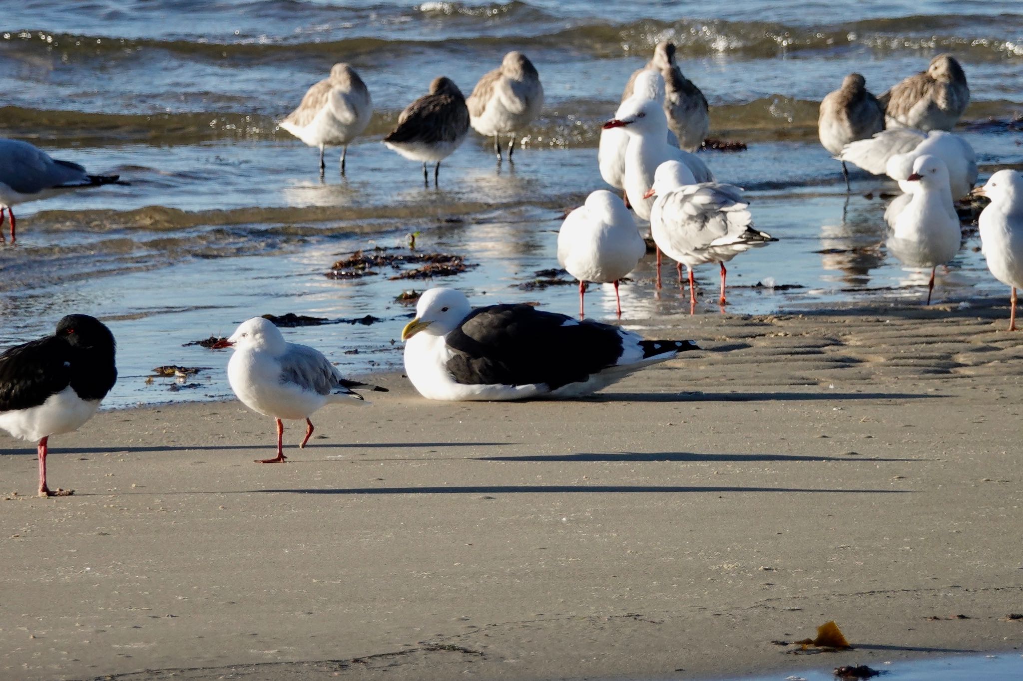 Slaty-backed Gull