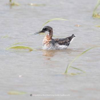 Red-necked Phalarope Ishigaki Island Fri, 6/2/2023