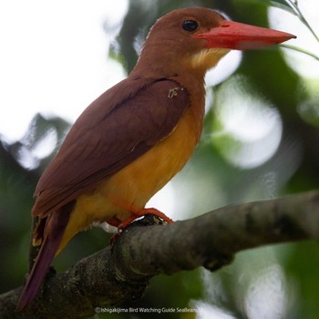 Ruddy Kingfisher(bangsi) Ishigaki Island Tue, 5/30/2023