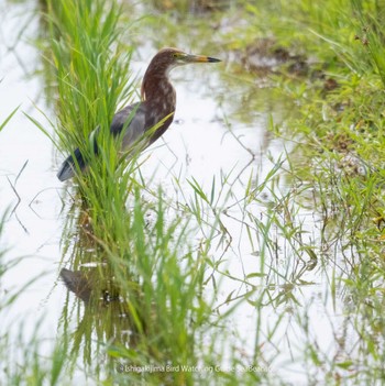 Chinese Pond Heron 石垣池(鈴鹿市) Tue, 6/6/2023