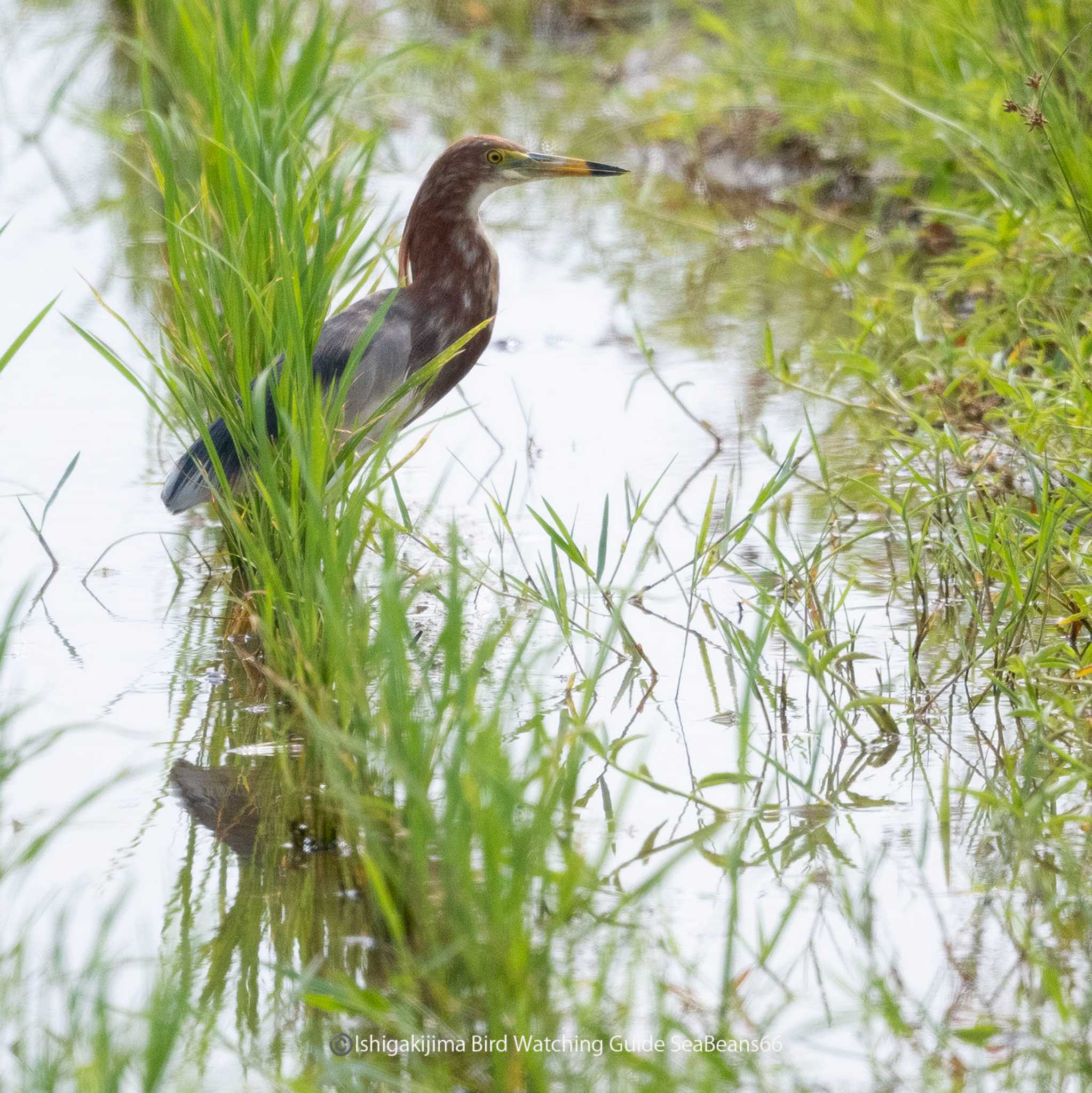 Photo of Chinese Pond Heron at 石垣池(鈴鹿市) by 石垣島バードウオッチングガイドSeaBeans